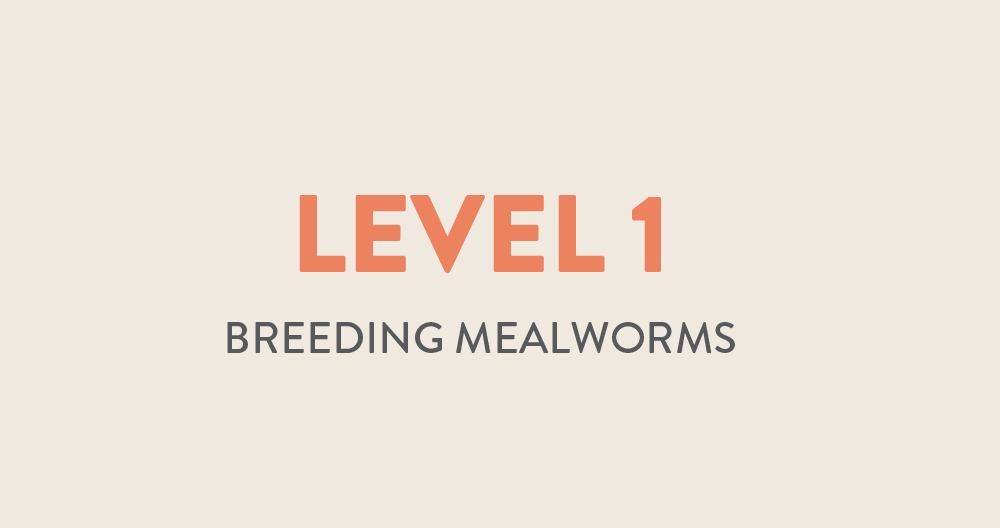 Mealworms Can Eat Styrofoam And not Die! — 14 CRAZY Facts About the